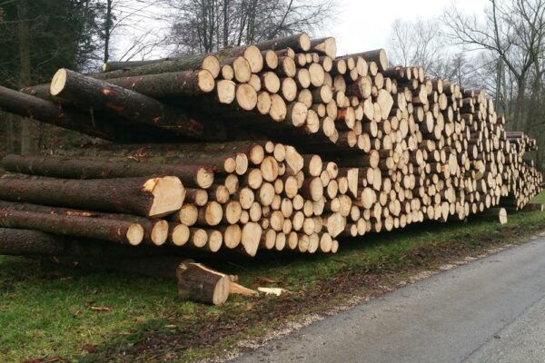 Forstbetrieb Trummer - Waldhelfer &amp; Forstwirtschaftsmeister in Allhaming