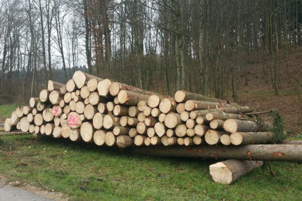 Forstbetrieb Trummer - Waldhelfer &amp; Forstwirtschaftsmeister in Allhaming