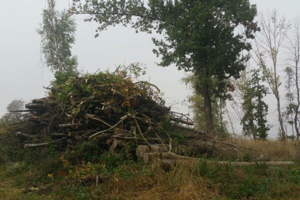 Forstbetrieb Trummer - Waldhelfer &amp; Forstwirtschaftsmeister in Allhaming
