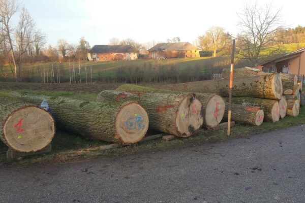 Forstbetrieb Trummer - Waldhelfer &amp; Forstwirtschaftsmeister in Allhaming