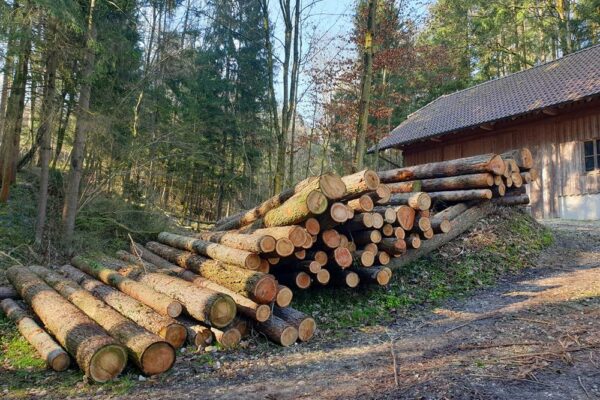 Forstbetrieb Trummer - Waldhelfer &amp; Forstwirtschaftsmeister in Allhaming