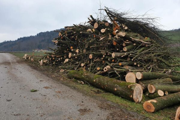 Forstbetrieb Trummer - Waldhelfer &amp; Forstwirtschaftsmeister in Allhaming