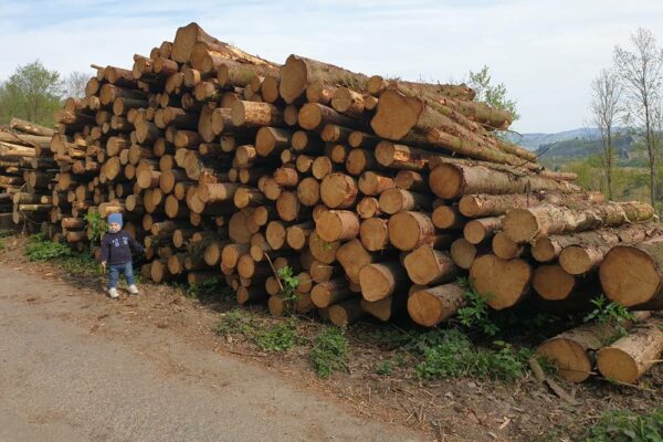 Forstbetrieb Trummer - Waldhelfer &amp; Forstwirtschaftsmeister in Allhaming