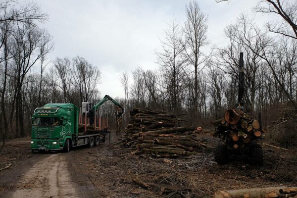 Forstbetrieb Trummer - Waldhelfer &amp; Forstwirtschaftsmeister in Allhaming
