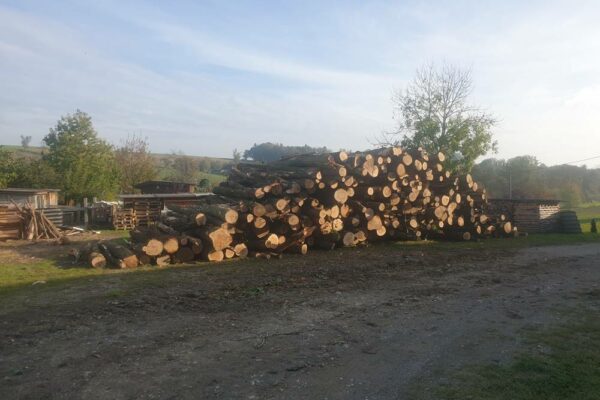 Forstbetrieb Trummer - Waldhelfer &amp; Forstwirtschaftsmeister in Allhaming