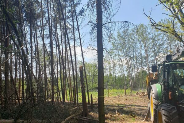 Forstbetrieb Trummer - Waldhelfer &amp; Forstwirtschaftsmeister in Allhaming