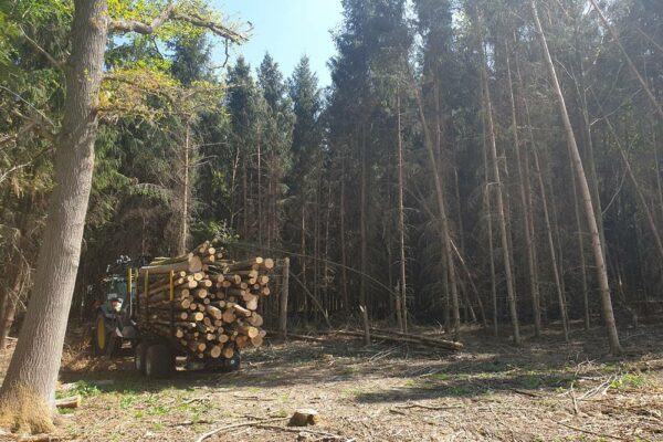 Forstbetrieb Trummer - Waldhelfer &amp; Forstwirtschaftsmeister in Allhaming