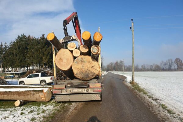 Forstbetrieb Trummer - Waldhelfer &amp; Forstwirtschaftsmeister in Allhaming