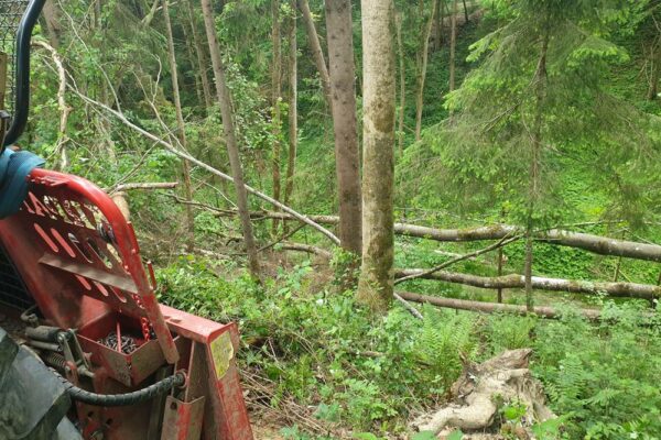 Forstbetrieb Trummer - Waldhelfer &amp; Forstwirtschaftsmeister in Allhaming
