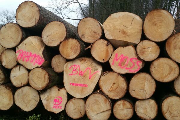 Forstbetrieb Trummer - Waldhelfer &amp; Forstwirtschaftsmeister in Allhaming