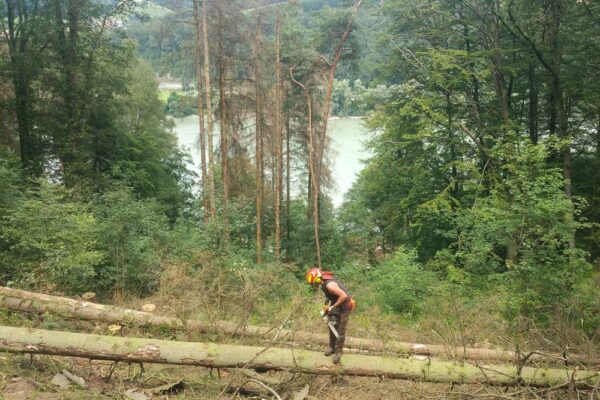 Forstbetrieb Trummer - Waldhelfer &amp; Forstwirtschaftsmeister in Allhaming