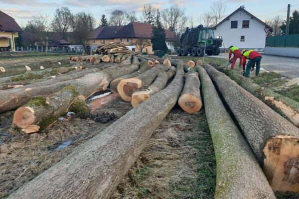 Forstbetrieb Trummer - Waldhelfer &amp; Forstwirtschaftsmeister in Allhaming