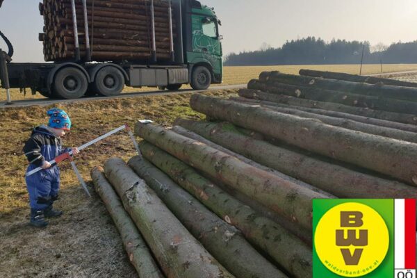 Forstbetrieb Trummer - Waldhelfer &amp; Forstwirtschaftsmeister in Allhaming