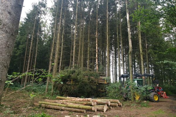 Forstbetrieb Trummer - Waldhelfer &amp; Forstwirtschaftsmeister in Allhaming