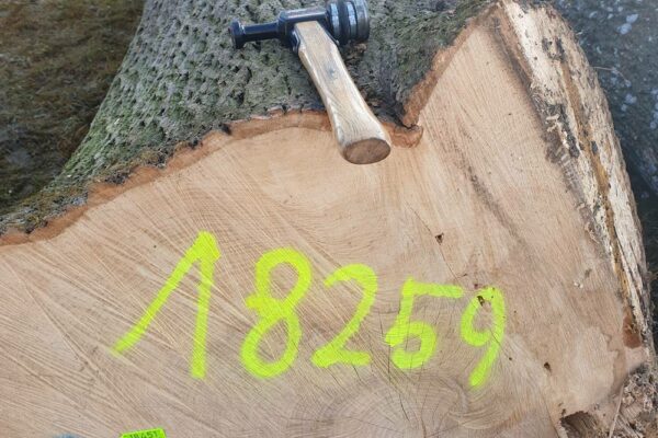 Forstbetrieb Trummer - Waldhelfer &amp; Forstwirtschaftsmeister in Allhaming