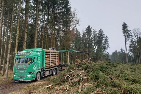 Forstbetrieb Trummer - Waldhelfer & Forstwirtschaftsmeister in Allhaming