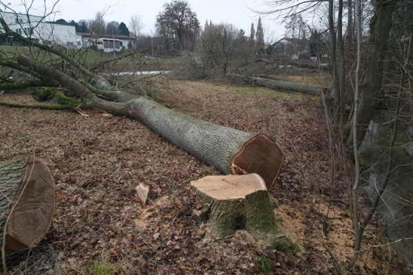 Forstbetrieb Trummer - Waldhelfer &amp; Forstwirtschaftsmeister in Allhaming