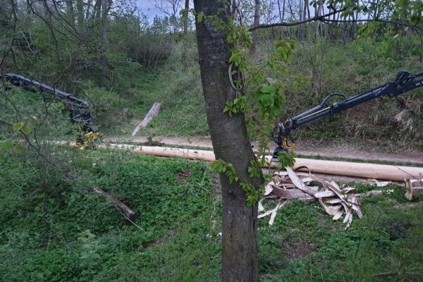 Forstbetrieb Trummer - Waldhelfer &amp; Forstwirtschaftsmeister in Allhaming