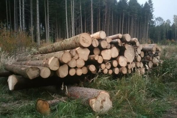 Forstbetrieb Trummer - Waldhelfer &amp; Forstwirtschaftsmeister in Allhaming
