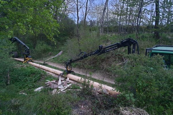 Forstbetrieb Trummer - Waldhelfer &amp; Forstwirtschaftsmeister in Allhaming