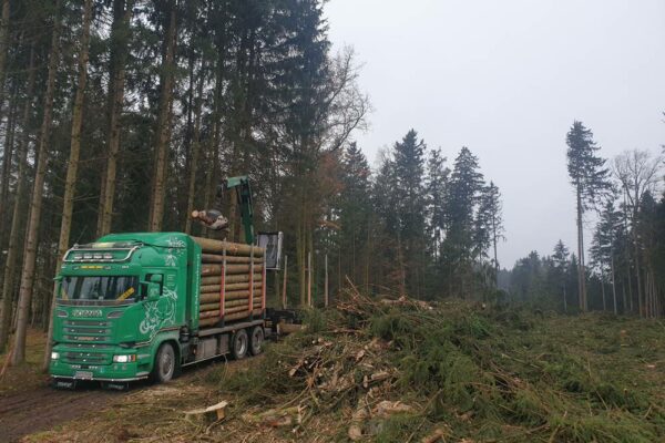 Forstbetrieb Trummer - Waldhelfer &amp; Forstwirtschaftsmeister in Allhaming