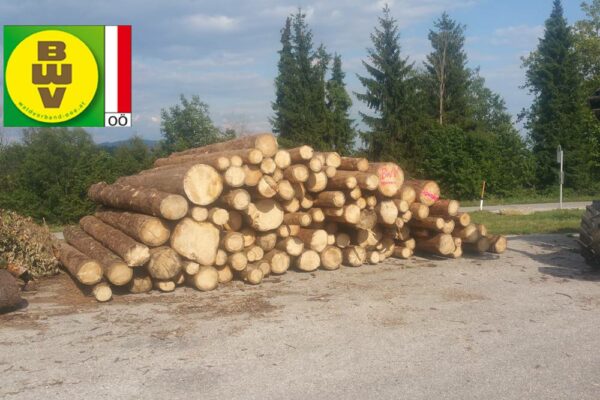 Forstbetrieb Trummer - Waldhelfer &amp; Forstwirtschaftsmeister in Allhaming