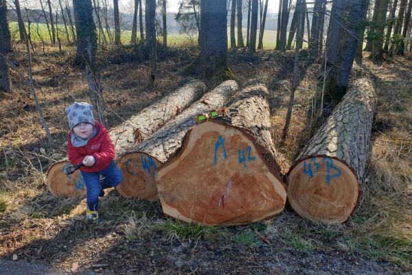 Forstbetrieb Trummer - Waldhelfer &amp; Forstwirtschaftsmeister in Allhaming