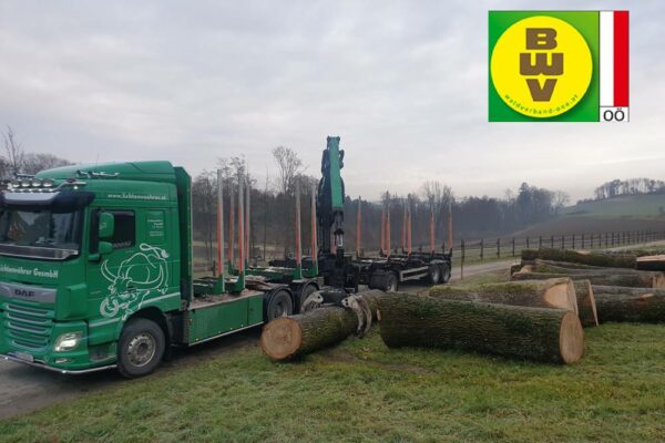 Forstbetrieb Trummer - Waldhelfer &amp; Forstwirtschaftsmeister in Allhaming