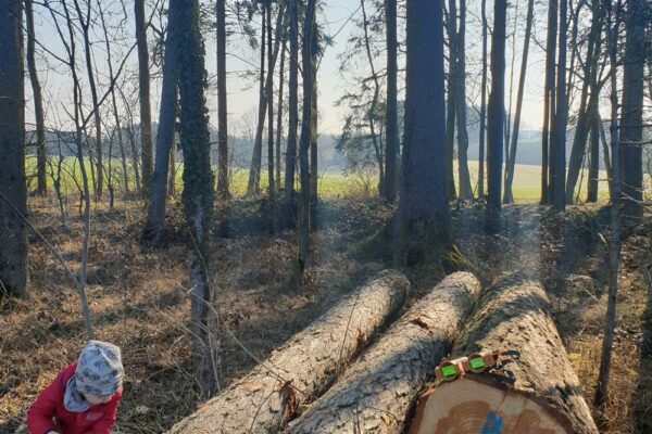 Forstbetrieb Trummer - Waldhelfer &amp; Forstwirtschaftsmeister in Allhaming