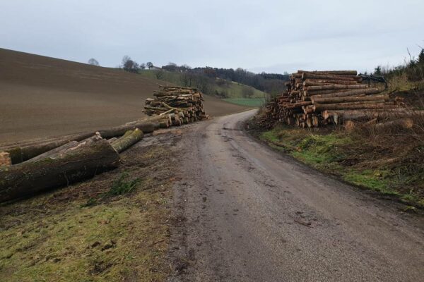 Forstbetrieb Trummer - Waldhelfer &amp; Forstwirtschaftsmeister in Allhaming