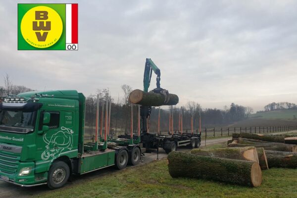 Forstbetrieb Trummer - Waldhelfer &amp; Forstwirtschaftsmeister in Allhaming
