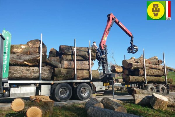 Forstbetrieb Trummer - Waldhelfer &amp; Forstwirtschaftsmeister in Allhaming
