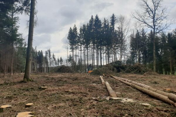 Forstbetrieb Trummer - Waldhelfer &amp; Forstwirtschaftsmeister in Allhaming