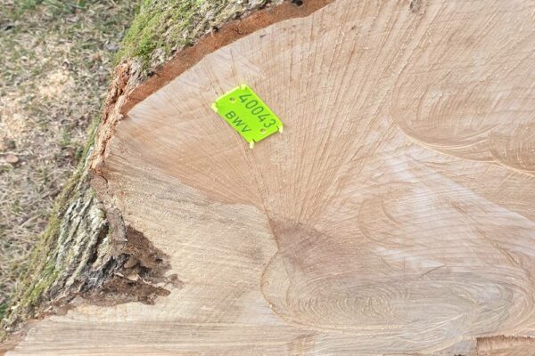 Forstbetrieb Trummer - Waldhelfer &amp; Forstwirtschaftsmeister in Allhaming