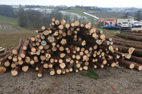 Forstbetrieb Trummer - Waldhelfer &amp; Forstwirtschaftsmeister in Allhaming