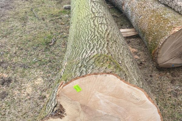 Forstbetrieb Trummer - Waldhelfer &amp; Forstwirtschaftsmeister in Allhaming