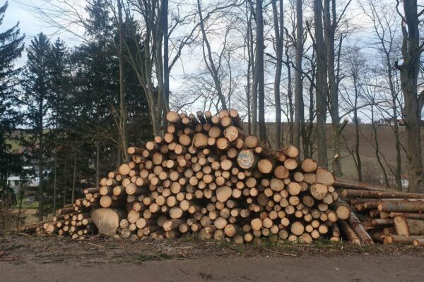 Forstbetrieb Trummer - Waldhelfer &amp; Forstwirtschaftsmeister in Allhaming