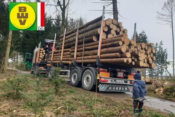 Forstbetrieb Trummer - Waldhelfer &amp; Forstwirtschaftsmeister in Allhaming