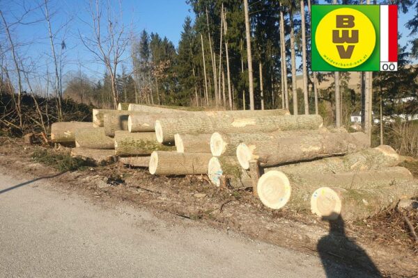 Forstbetrieb Trummer - Waldhelfer &amp; Forstwirtschaftsmeister in Allhaming