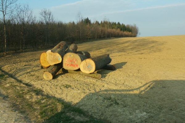 Forstbetrieb Trummer - Waldhelfer &amp; Forstwirtschaftsmeister in Allhaming