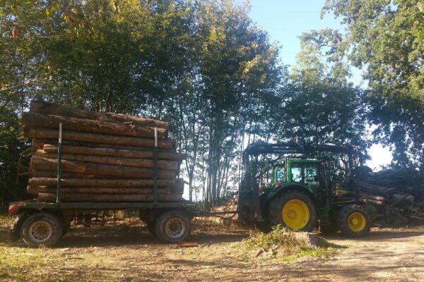Forstbetrieb Trummer - Waldhelfer &amp; Forstwirtschaftsmeister in Allhaming