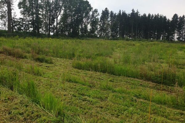 Forstbetrieb Trummer - Waldhelfer &amp; Forstwirtschaftsmeister in Allhaming