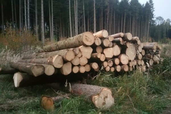 Forstbetrieb Trummer - Waldhelfer &amp; Forstwirtschaftsmeister in Allhaming