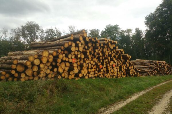 Forstbetrieb Trummer - Waldhelfer &amp; Forstwirtschaftsmeister in Allhaming